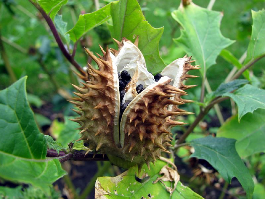 Figure 2. Datura stramonium plants produce a thorny seed pod width=