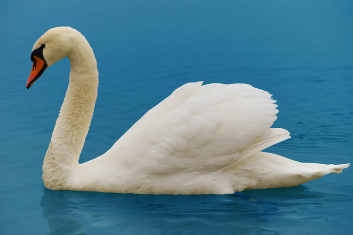 Critical Care Device PAC - Swan.png
