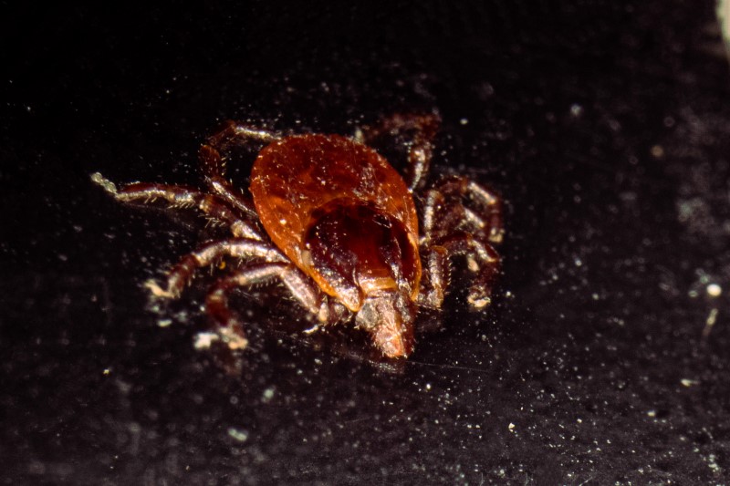 Babesiosis anchor.jpg