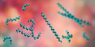 Secondary Syphilis with Hepatic Involvement – A Clinical Perspective.jpg